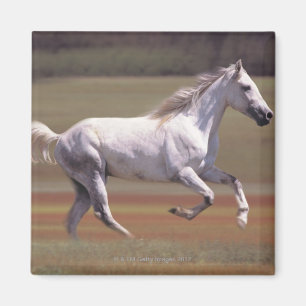 Imán Caballo blanco que corre en campo