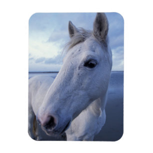 Imán Caballo Camargue