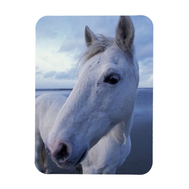 Imán Caballo Camargue (Vertical)