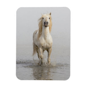 Imán Caballo Camargue corriendo en el agua