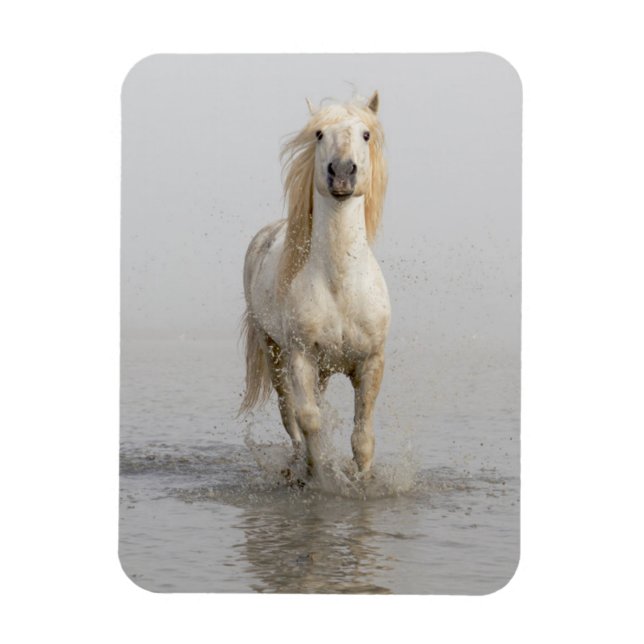 Imán Caballo Camargue corriendo en el agua (Vertical)