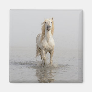 Imán Caballo Camargue corriendo en el agua