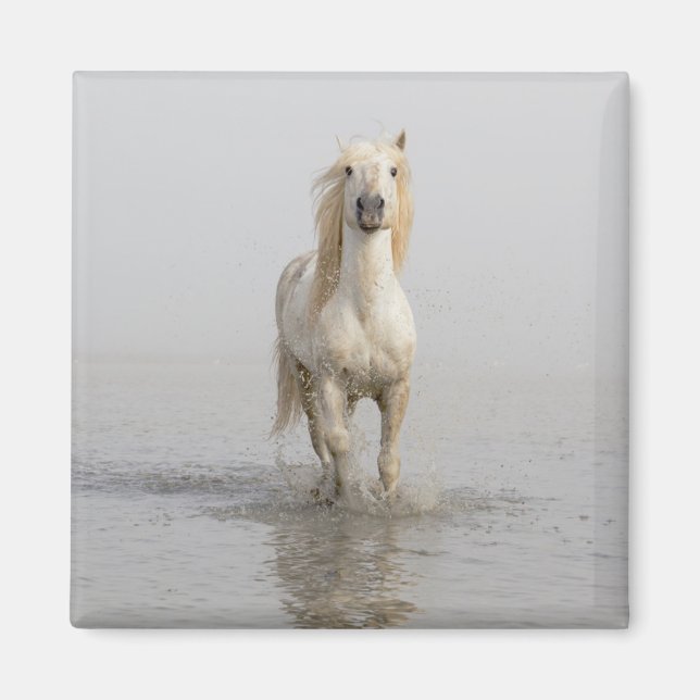 Imán Caballo Camargue corriendo en el agua (Frente)
