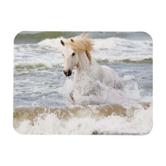 Imán Caballo Camargue en el oleaje (Horizontal)