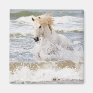 Imán Caballo Camargue en el oleaje