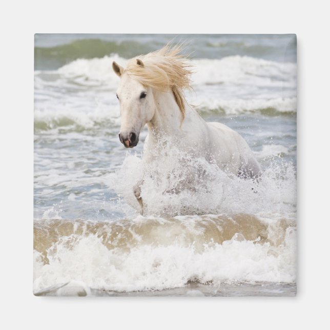 Imán Caballo Camargue en el oleaje (Frente)