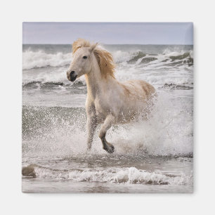 Imán Caballo Camargue saliendo del oleaje
