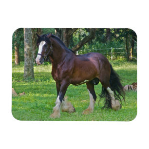 Imán Caballo Clydesdale