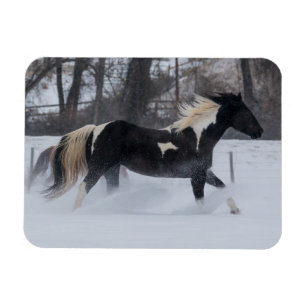 Imán Caballo corriendo a través de la nieve