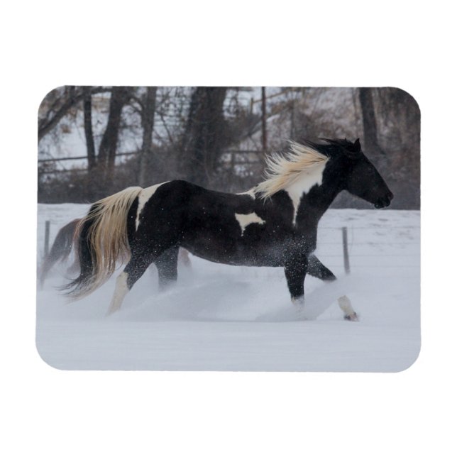 Imán Caballo corriendo a través de la nieve (Horizontal)