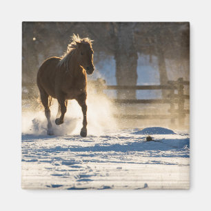 Imán Caballo corriendo a través de la nieve
