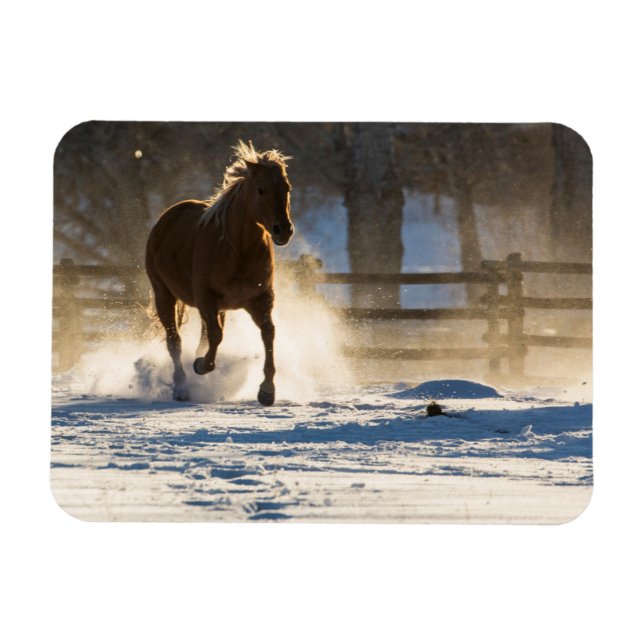 Imán Caballo corriendo a través de la nieve (Horizontal)