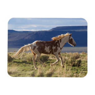 Imán Caballo corriendo, montañas Steens, Oregon