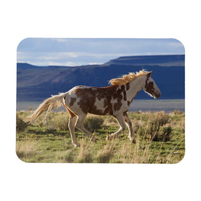Imán Caballo corriendo, montañas Steens, Oregon (Horizontal)