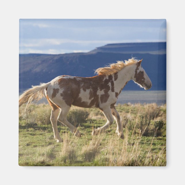 Imán Caballo corriendo, Montañas Steens, Oregon (Frente)