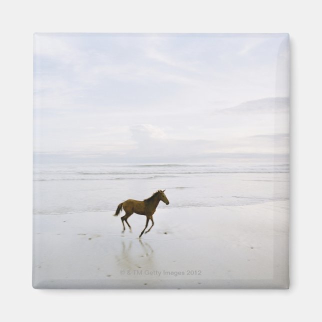 Imán Caballo corriendo por la playa (Frente)