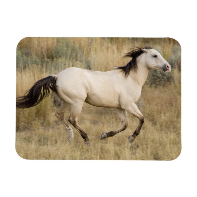 Imán Caballo corriendo por la pradera (Horizontal)