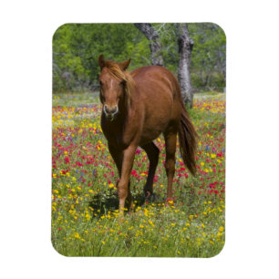 Imán Caballo Cuarto de Milla en Campo de Flores Silvest