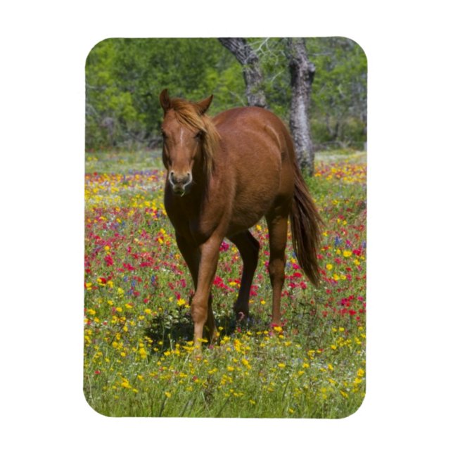 Imán Caballo Cuarto de Milla en Campo de Flores Silvest (Vertical)