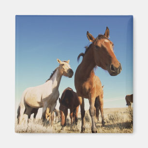 Imán Caballo curioso