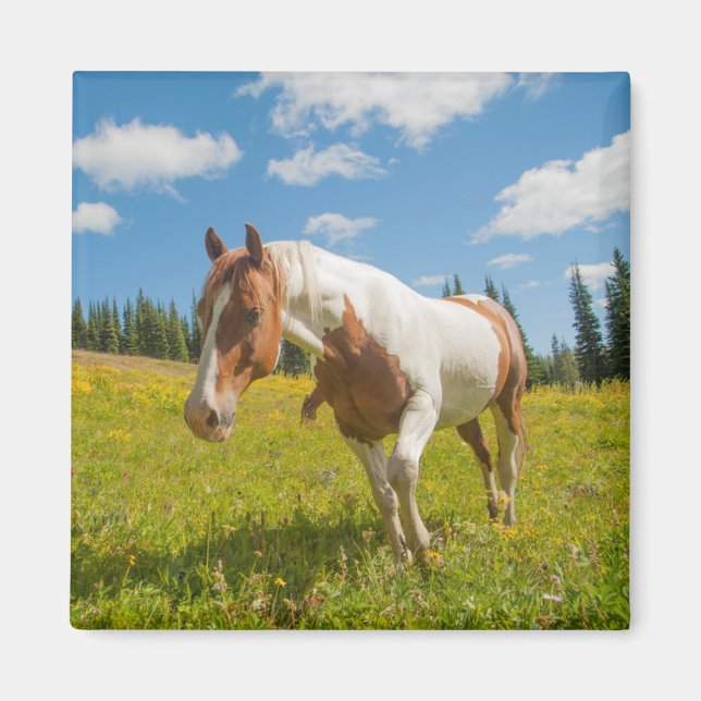 Imán Caballo curioso en un prado alpino en verano (Frente)