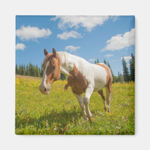 Imán Caballo curioso en una pradera alpina en verano