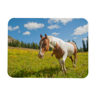 Imán Caballo curioso en una pradera alpina en verano