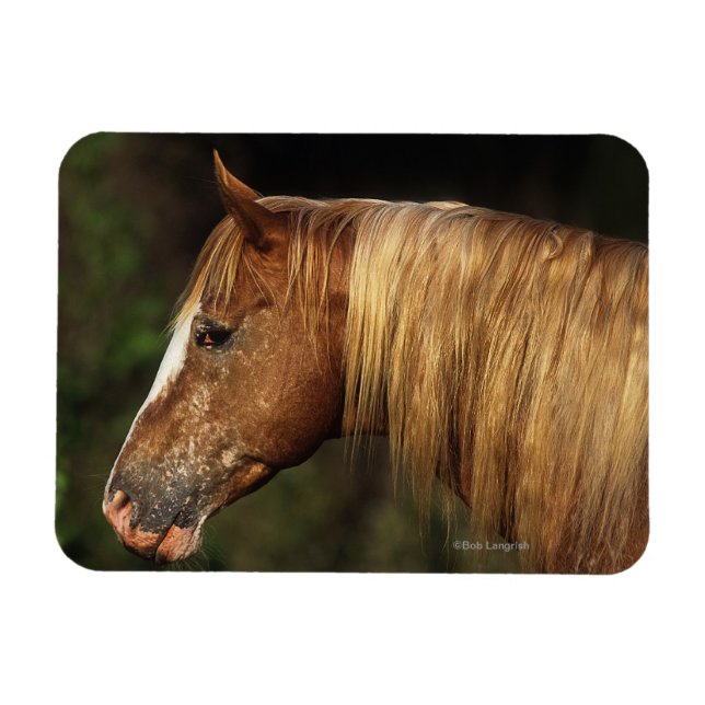 Imán Caballo de Appaloosa (Horizontal)