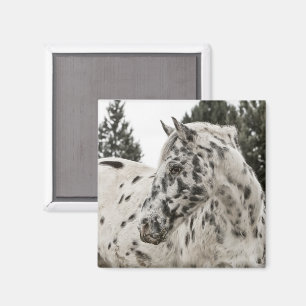 Imán Caballo de Appaloosa