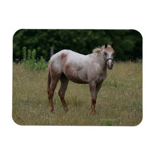 Imán Caballo de Appaloosa de pie en la hierba