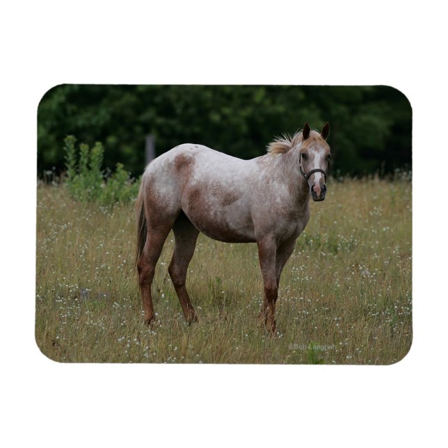 Imán Caballo de Appaloosa de pie en la hierba (Horizontal)