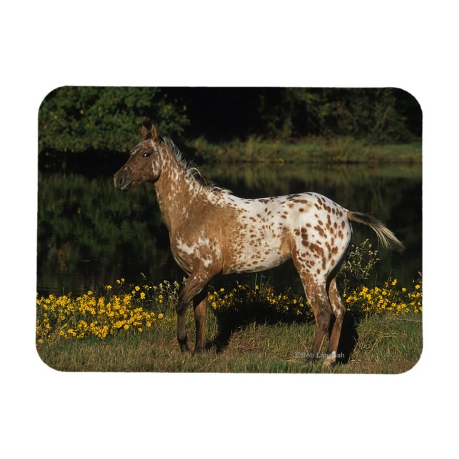 Imán Caballo de Appaloosa parado a orillas del lago (Horizontal)