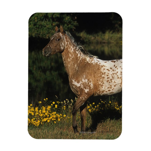 Imán Caballo de Appaloosa parado a orillas del lago (Vertical)