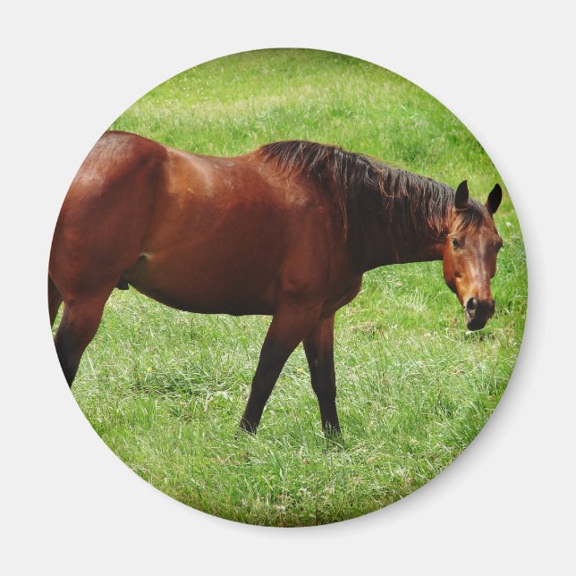 Imán Caballo de Bahía (Frente)