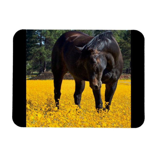 Imán Caballo de Bahía en un campo de flores amarillas (Horizontal)
