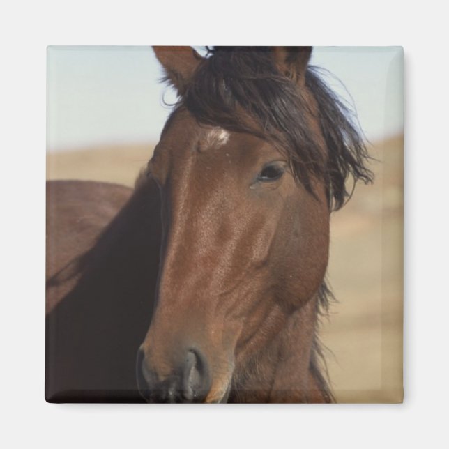 Imán Caballo de Bahía en Viento (Frente)