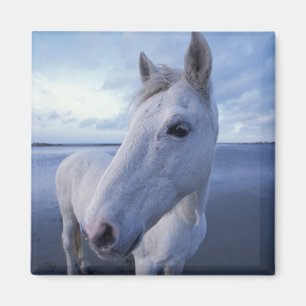 Imán Caballo de Camargue