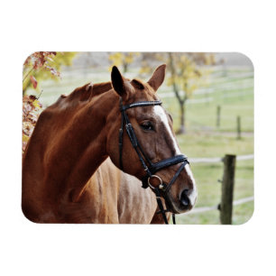 Imán Caballo de castaño con brillo, brindis, en pasto