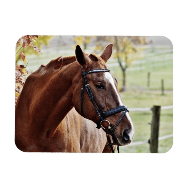 Imán Caballo de castaño con brillo, brindis, en pasto (Horizontal)