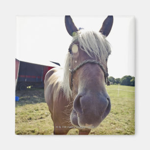 IMÁN CABALLO DE CONDADO EN LUZ DEL SOL CON LA NARIZ