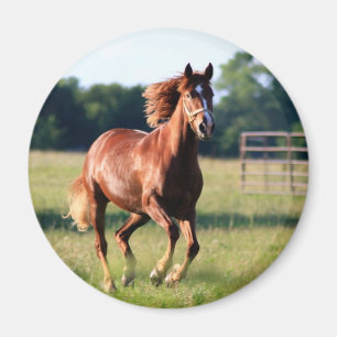 Imán Caballo de Galloping