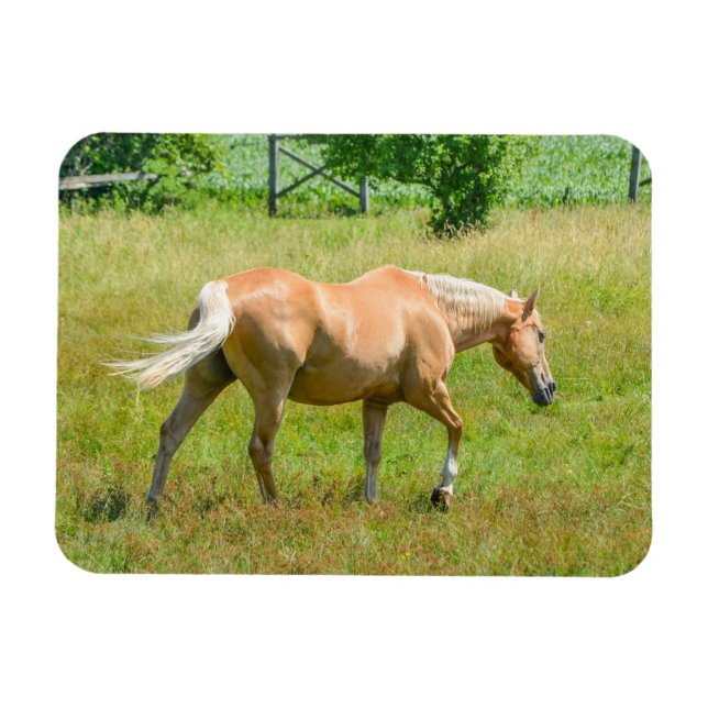 Imán Caballo de Granja Palomino (Horizontal)