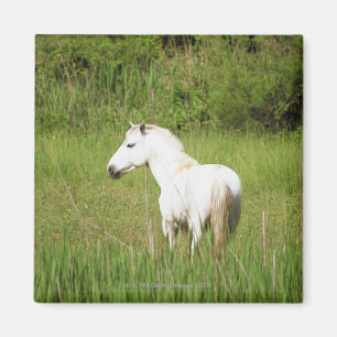 Imán Caballo de la Camarga en la Costa Azul de los Alpe