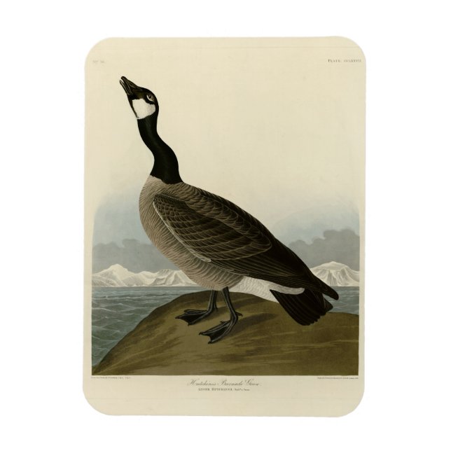 Imán Caballo de los pájaros de América de Audubon (Vertical)