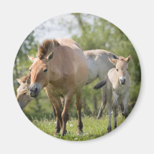 Imán Caballo de Przewalski y cría caminando