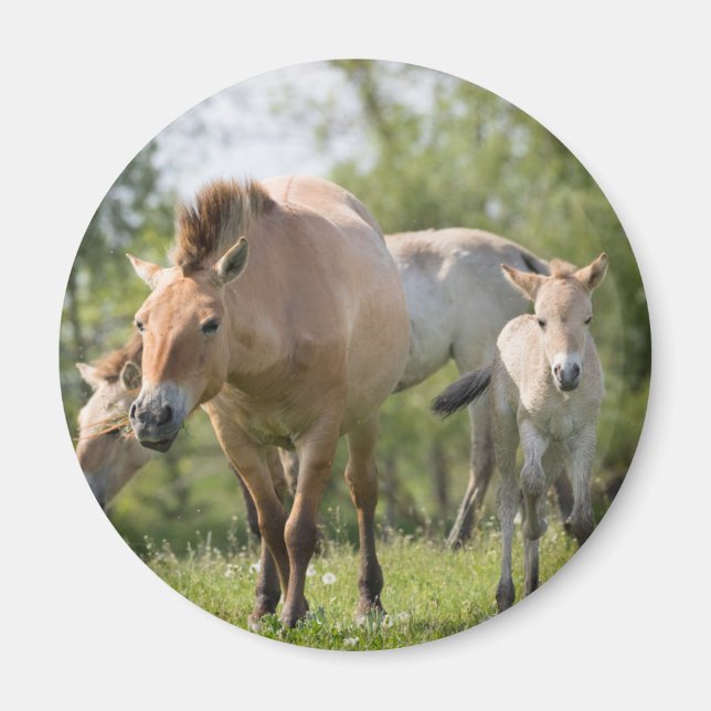Imán Caballo de Przewalski y cría caminando (Frente)