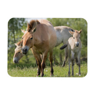 Imán Caballo de Przewalski y cría caminando