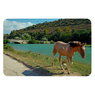 Imán Caballo de Sicilia