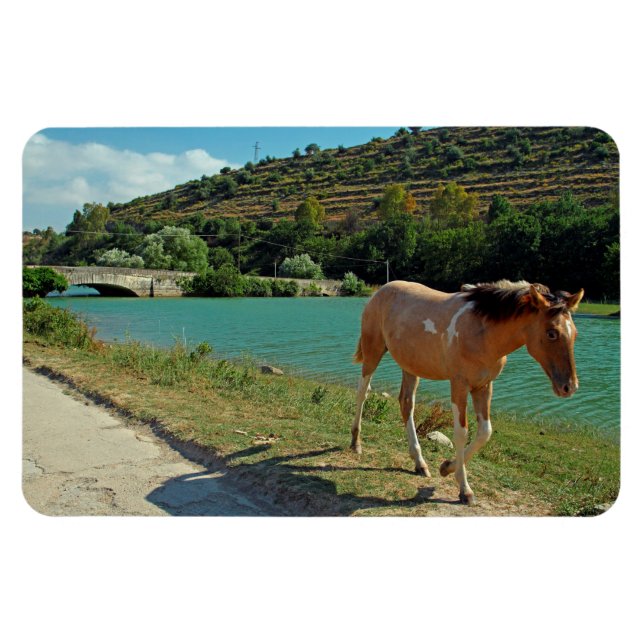 Imán Caballo de Sicilia (Horizontal)