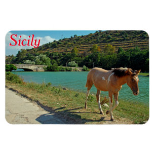 Imán Caballo de Sicilia